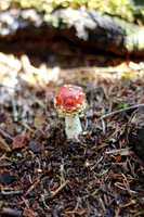 red poisoned mushroom growing in the summer forest