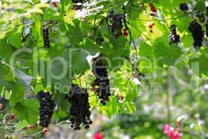 a black grape bunch ready for harvest