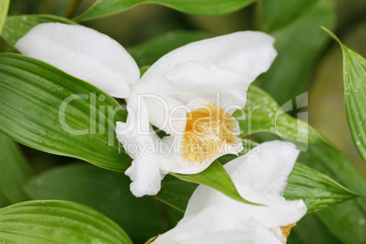 macro shot of a sobralia orchid. sobralia is a genus of about 12