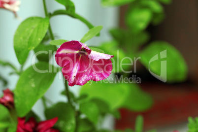 violet petunia blooming under drops and green leaves