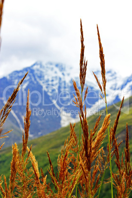 ears of yellow grass growing on the meadow