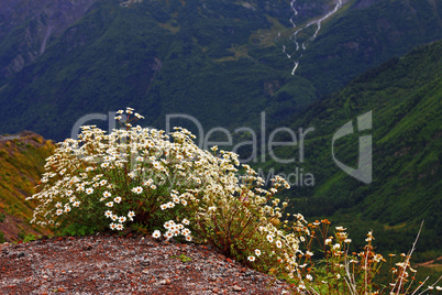 caucasus mountain landscape and bush of camomiles