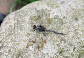 dragonfly outdoor perched in a stone