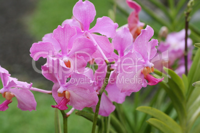 vanda teres pink orchids