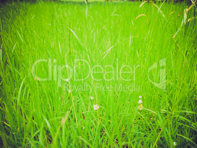 grass background