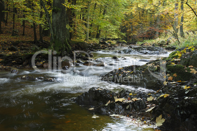 Herbstwald mit Bach