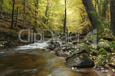 Herbstwald mit Bach