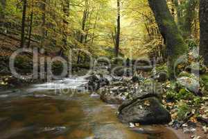 Herbstwald mit Bach