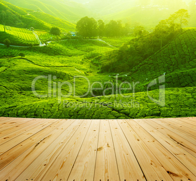 Tea Plantations