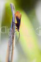 köcherfliege - trichoptera