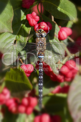 herbst-mosaikjungfer - gewöhnliche spindelstrauch