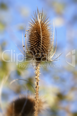 wilde karde - dipsacus fullonum