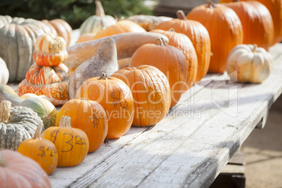 Fresh Orange Pumpkins and Hay in Rustic Fall Setting.