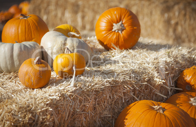 Fresh Orange Pumpkins and Hay in Rustic Fall Setting.