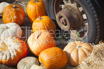 Fresh Fall Pumpkins and Old Rusty Antique Tire .