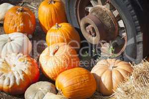 Fresh Fall Pumpkins and Old Rusty Antique Tire .