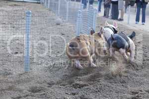 A Day at the Little Pig Races.
