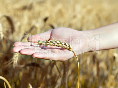 spica wheat lying on a  palm