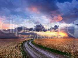 Dirt road in the middle of a wheat field