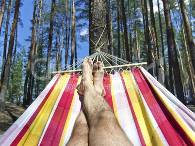 feet in the hammock on a background of pine forest