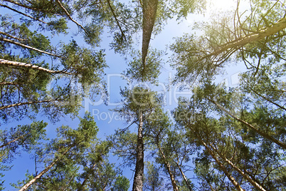 bottom view of the tops of pine trees