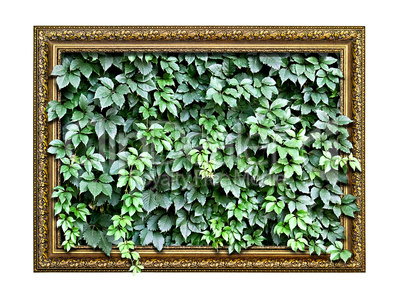 frame  with green leaves inside