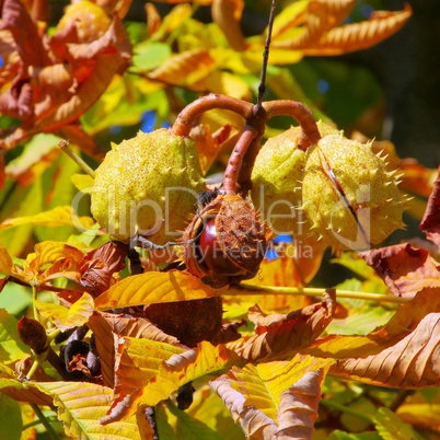 kastanie am baum - chestnut on tree 02