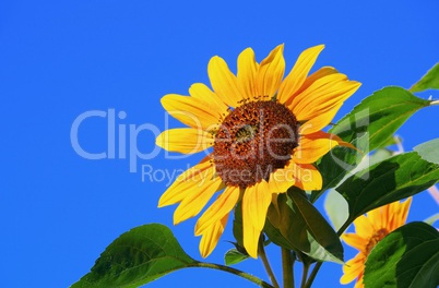 sonnenblumen - sunflowers 38