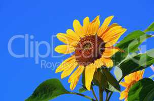 sonnenblumen - sunflowers 38