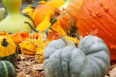 zierkürbis - ornamental pumkin 18