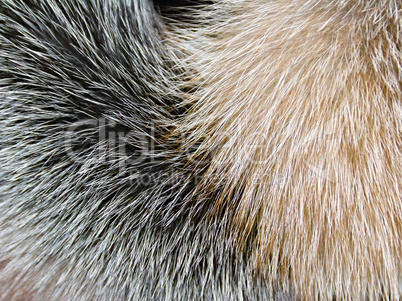 arctic fox fur closeup as background
