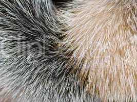 arctic fox fur closeup as background