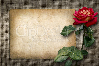 card for invitation or congratulation with red rose