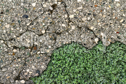 bead old asphalt with green grass under him