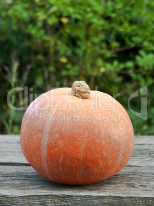 pumpkin