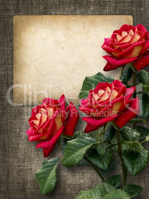 card for invitation or congratulation with red roses