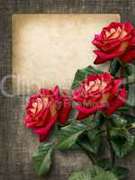 card for invitation or congratulation with red roses