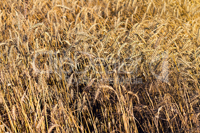 ripe wheat ears close up as background