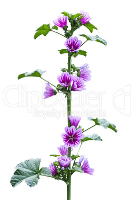 wild mallow plant during the flowering