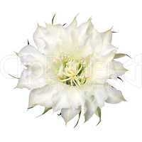 cactus flower isolated on white background