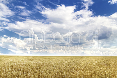 view of agricultural fields