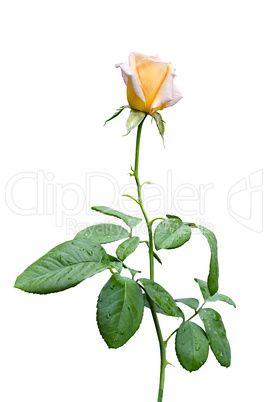 yellow rose isolated on white background