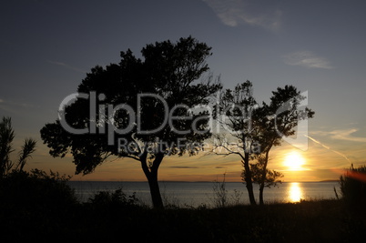 bÃ¤ume am meer bei sonnenuntergang