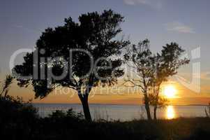 bÃ¤ume am meer bei sonnenuntergang