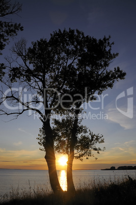 bäume am meer bei sonnenuntergang