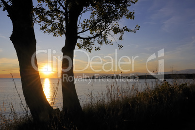 bÃ¤ume am meer bei sonnenuntergang