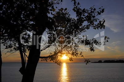 bäume am meer bei sonnenuntergang