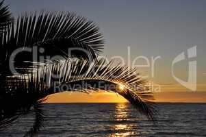 Palmebei Sonnenuntergang
