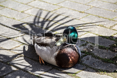 Schattensuchende Ente - Shadow seeking duck