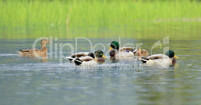 Mallard ducks on a pond